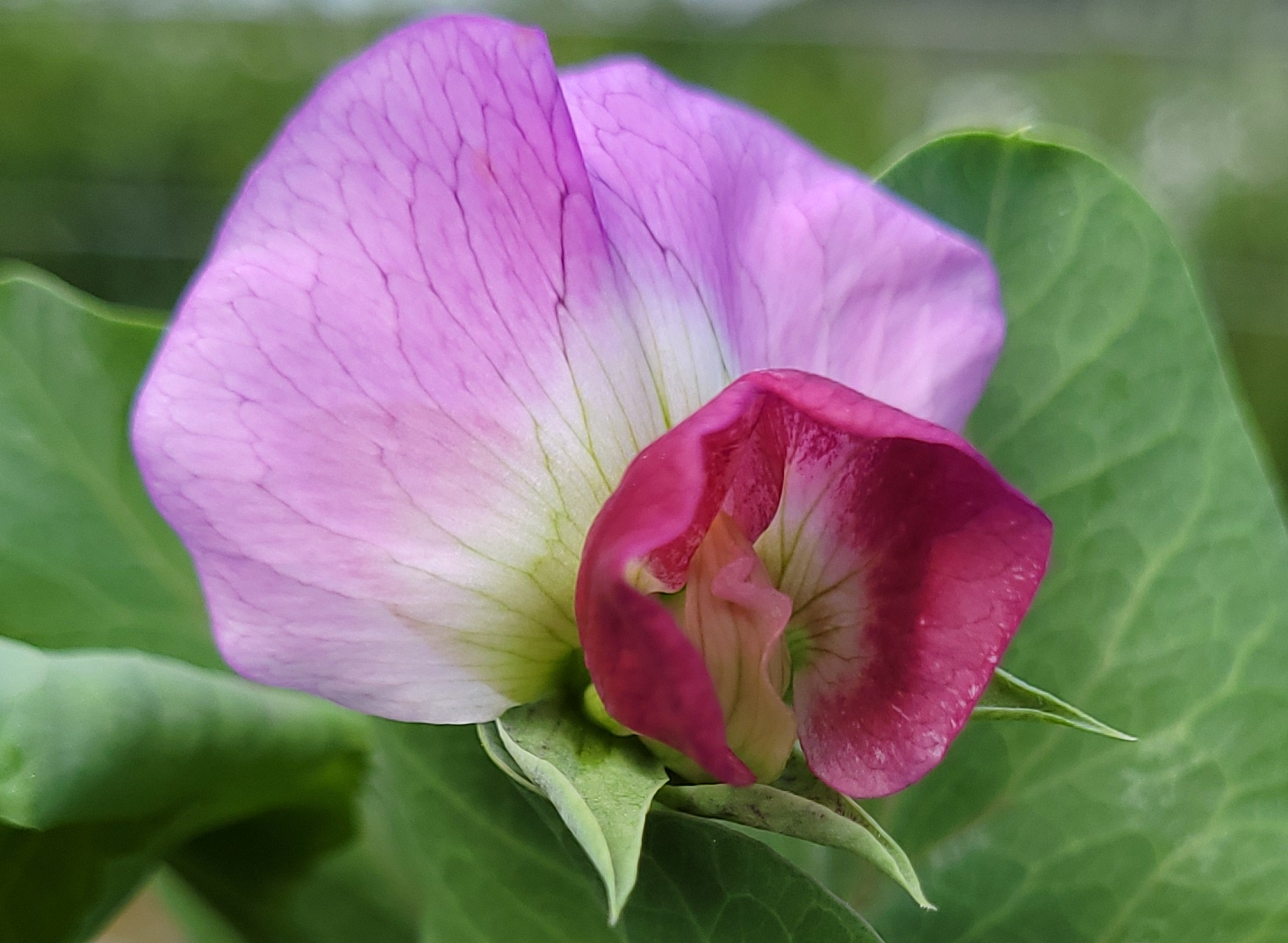 A Row of Purple Peas