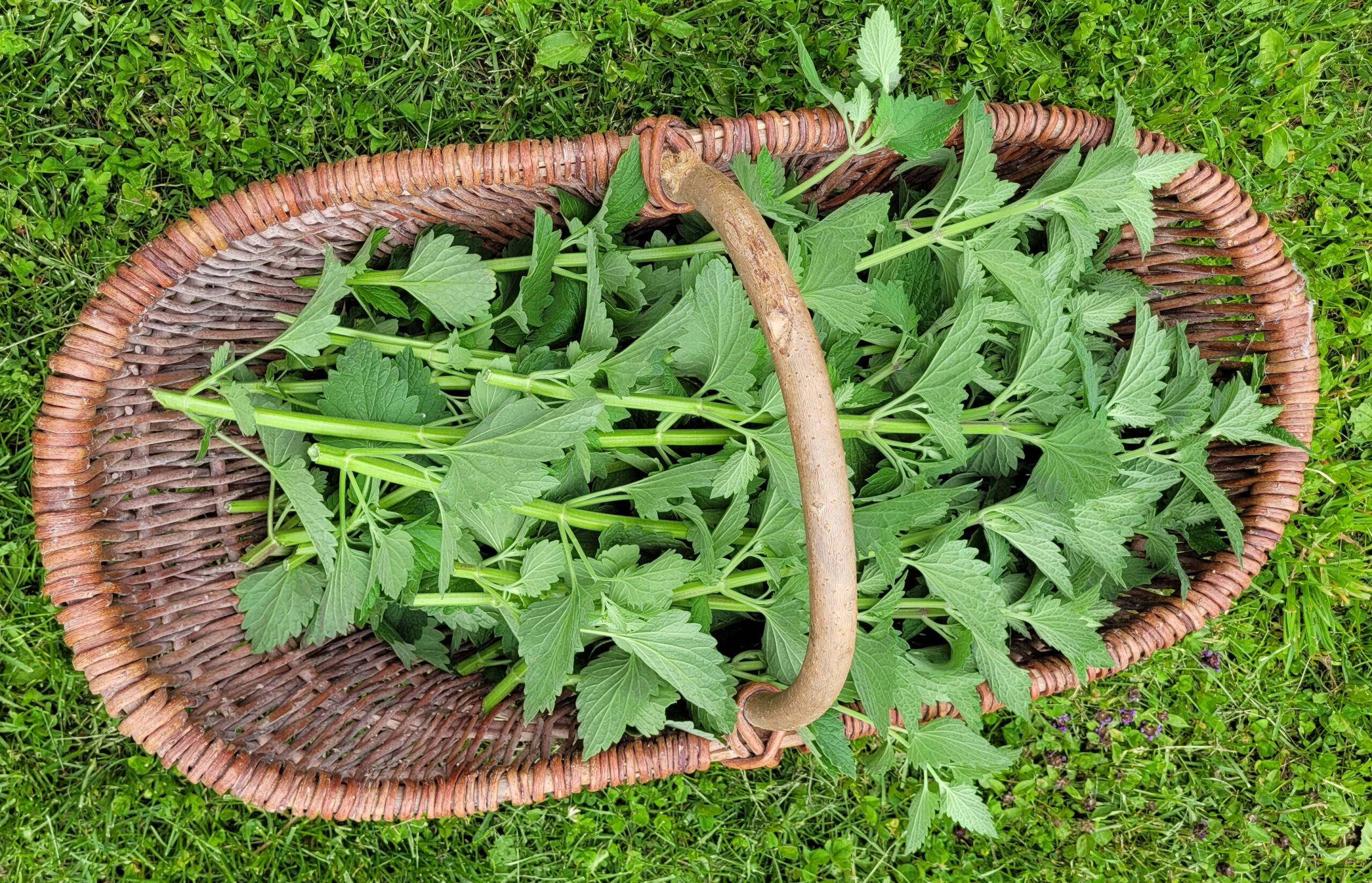 Foraging the Kootenays