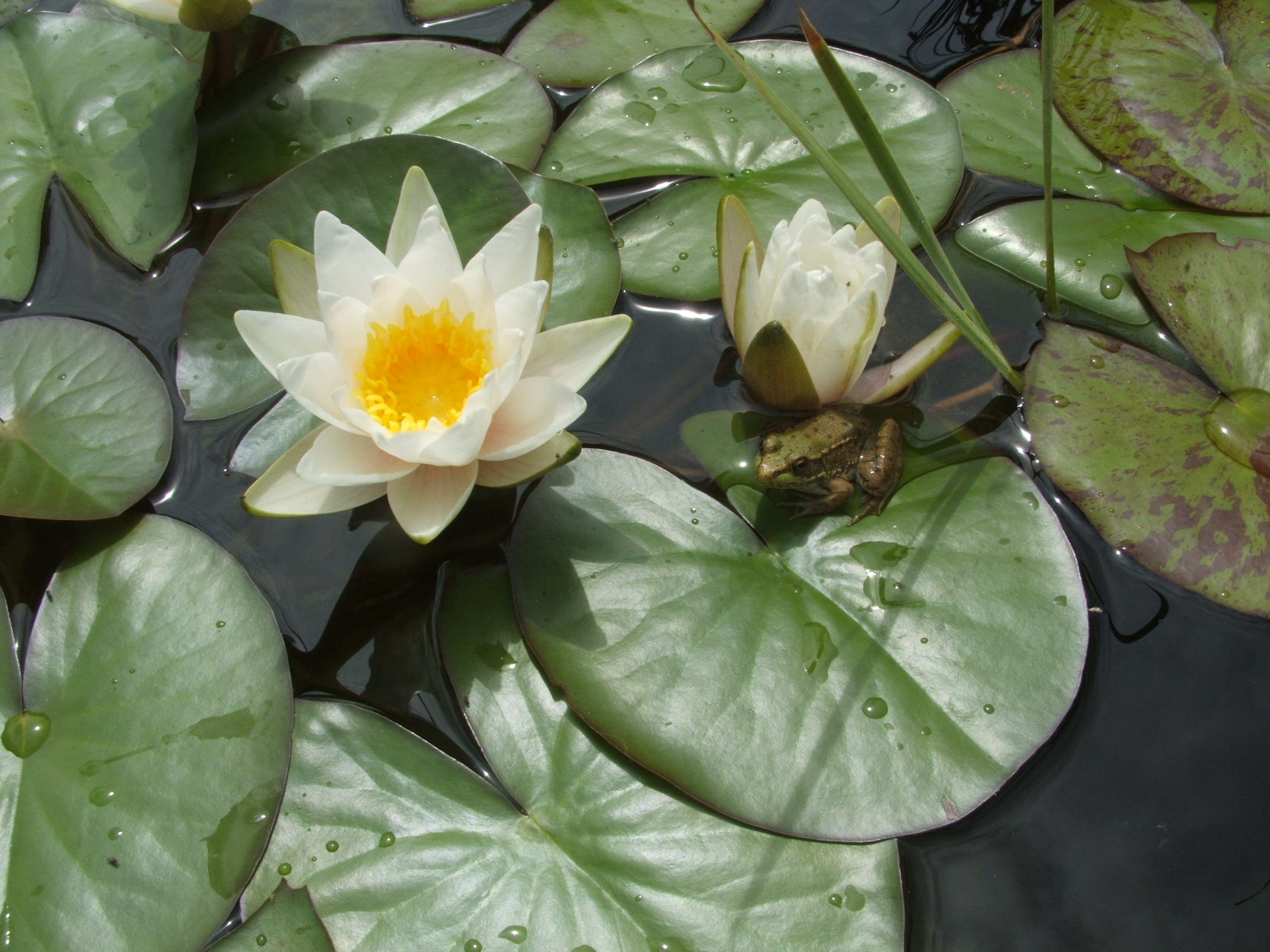 Ponding in the Kootenays! Water Lilies Galore