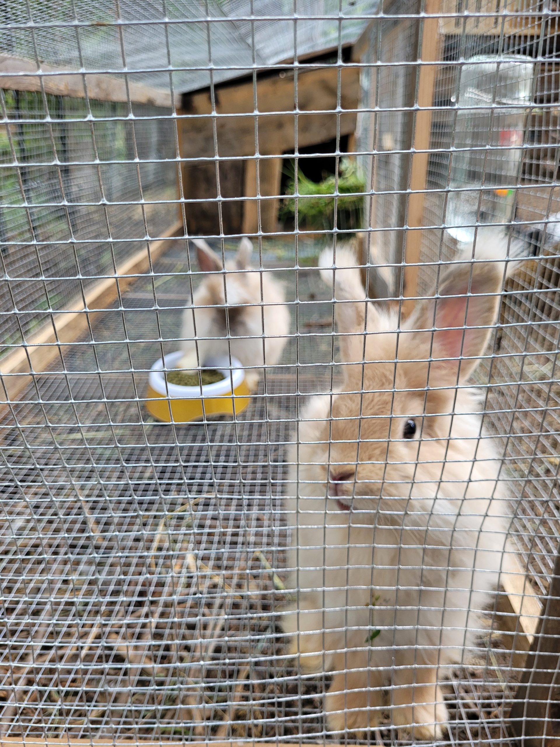 The Ever-Expanding Menagerie
