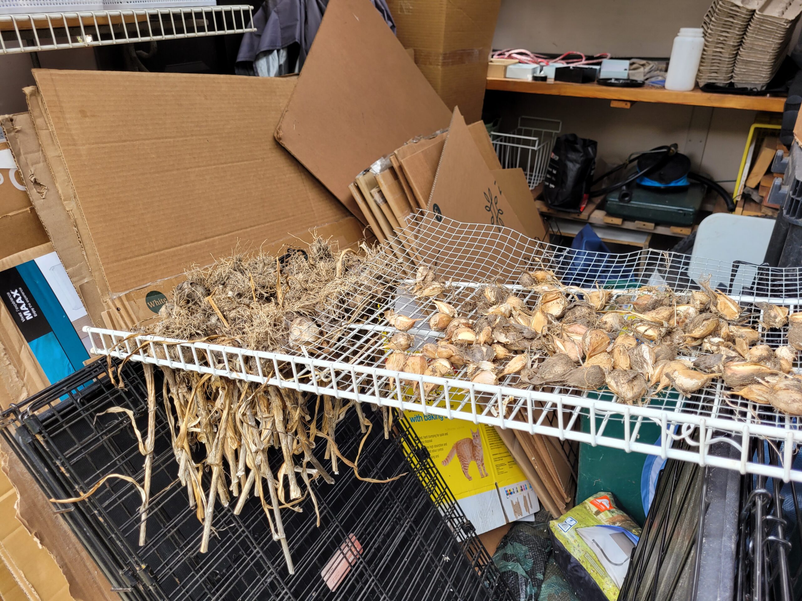 Garlic and Winter Tires