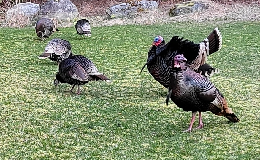 And… we have turkeys!